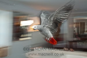 African grey parrot by Brendan MacNeill
