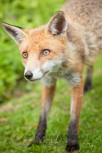Fox by Brendan MacNeill