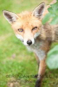 Fox by Brendan MacNeill