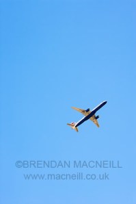 Flight by Brendan MacNeill