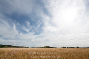 A hay field by Brendan MacNeill