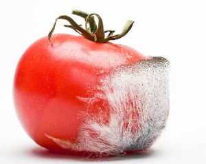 Rotten tomato by Brendan MacNeill